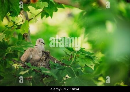 Pigeon in nest on tree branch take care of bird`s eggs. Motherhood life. Stock Photo